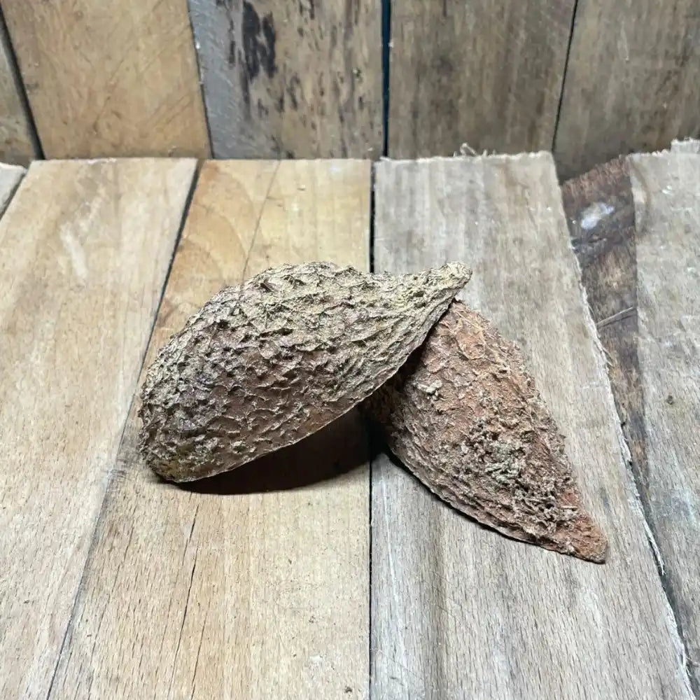 Lot de gousses de Bolsa pour décoration naturelle de terrarium pour reptile ou amphibiens