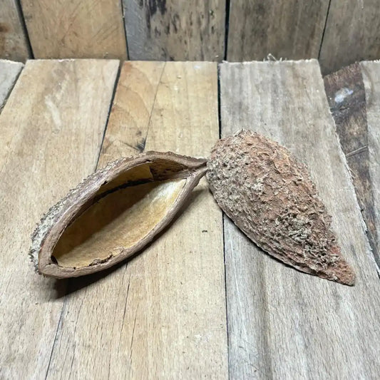 Lot de gousses de Bolsa pour décoration naturelle de terrarium pour reptile ou amphibiens