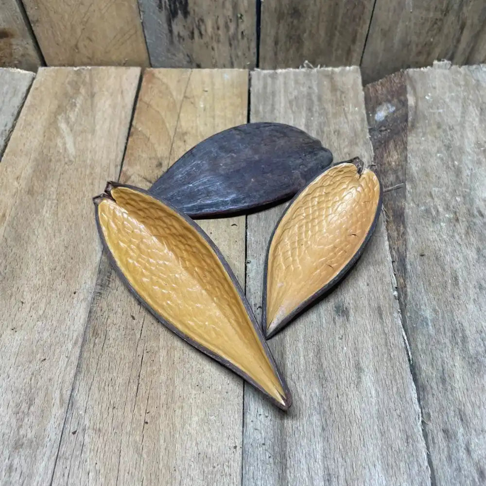 Lot de gousses de Canoinhas pour décoration naturelle de terrarium pour reptile ou amphibien