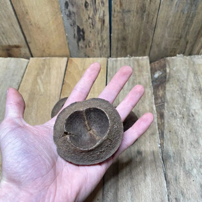 Gousse de Chapeuzinho naturelle (4 à 6 cm) pour décoration de terrarium bioactif ou tropical