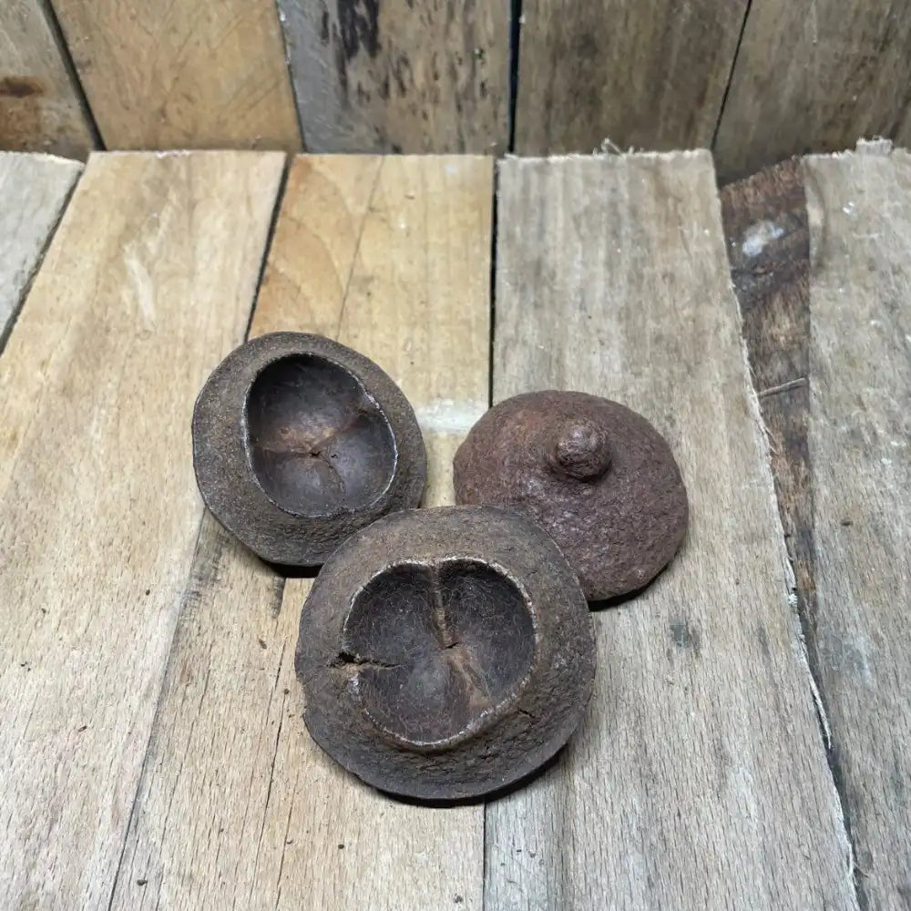 Lot de gousses de Chapeuzinho 4–6 cm pour décoration de terrarium pour reptile ou amphibiens