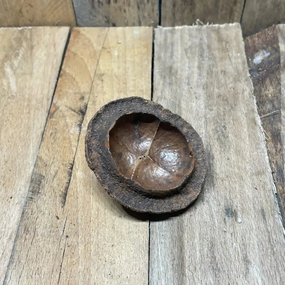 Gousse de Chapeuzinho naturelle (6 à 8 cm) pour décoration de terrarium bioactif ou tropical