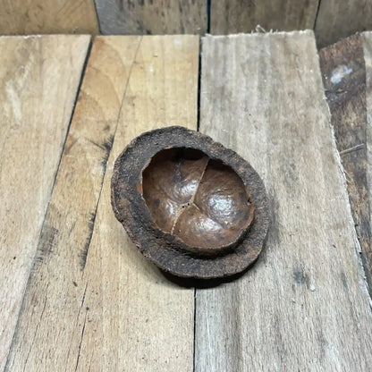 Gousse de Chapeuzinho naturelle (6 à 8 cm) pour décoration de terrarium bioactif ou tropical
