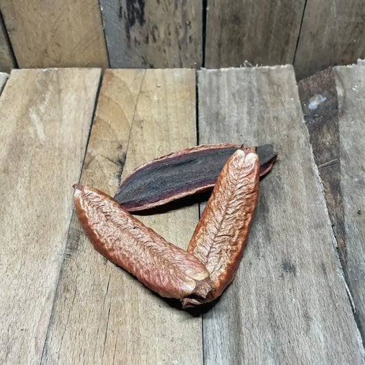Lot de gousses d’Estrella pour décoration de terrarium pour reptile