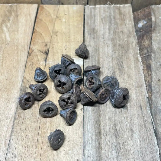 Lot de gousses d’eucalyptus pour décoration naturelle de terrarium pour reptiles ou amphibiens
