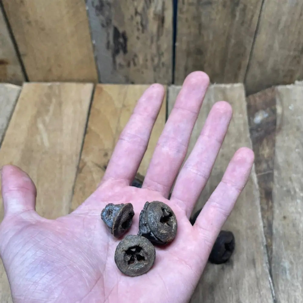 Lot de gousses d’eucalyptus pour décoration naturelle de terrarium pour reptiles ou amphibiens