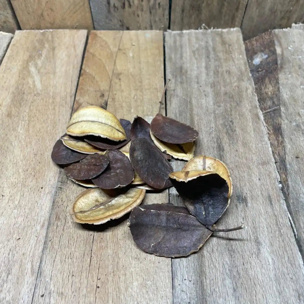 Lot de gousses de Jacaranda pour décoration naturelle de terrarium pour reptile ou amphibien