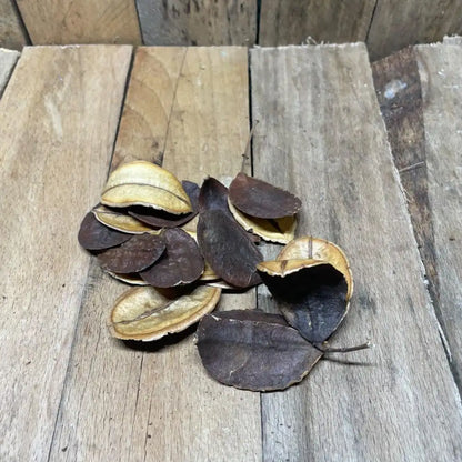 Lot de gousses de Jacaranda pour décoration naturelle de terrarium pour reptile ou amphibien