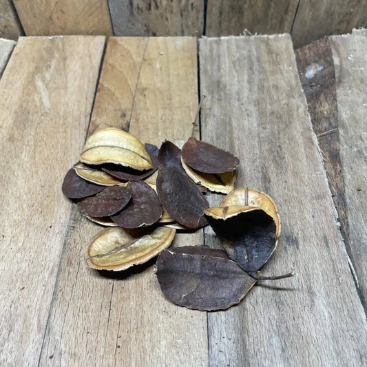 Lot de gousses de Jacaranda pour décoration naturelle de terrarium pour reptile ou amphibien