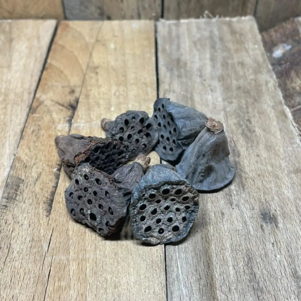 Lot de gousses de Lotus 2–4 cm pour décoration naturelle de terrarium pour reptile ou amphibien