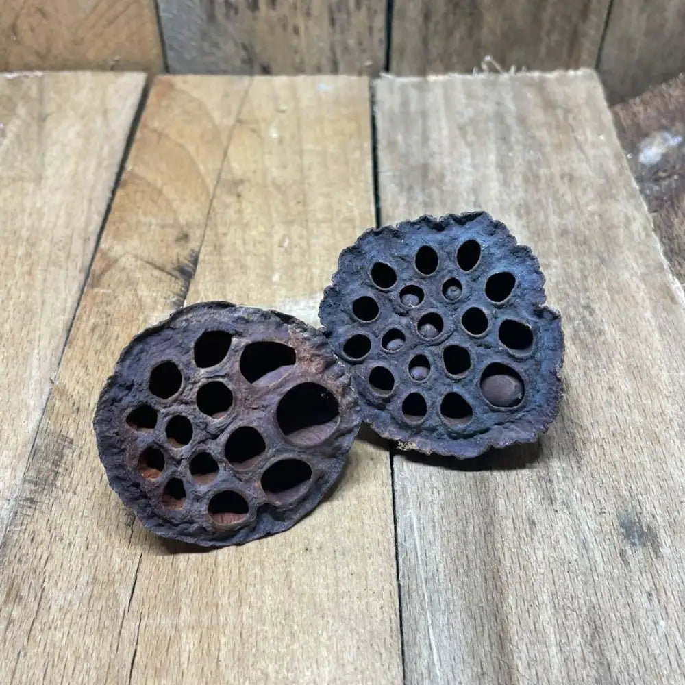 Gousse de Lotus naturelle (4 à 6 cm) pour décoration élégante de terrarium bioactif ou tropical