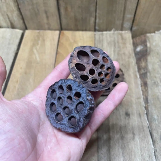 Gousse de Lotus naturelle (4 à 6 cm) pour décoration élégante de terrarium bioactif ou tropical