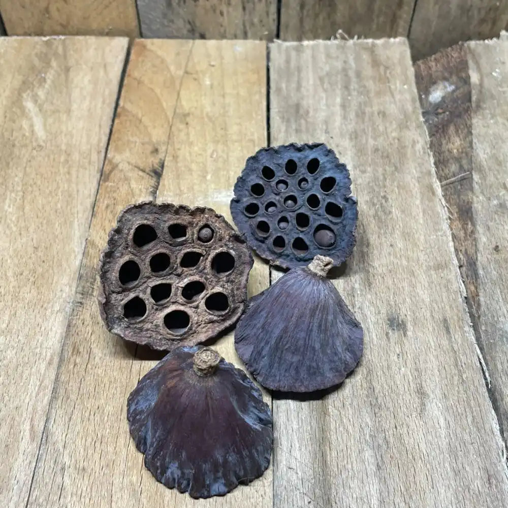 Lot de gousses de Lotus 4–6 cm pour décoration naturelle de terrarium pour reptile ou amphibien