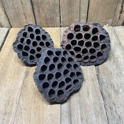 Lot de grandes gousses de Lotus 8–10 cm pour terrarium pour reptile ou amphibiens