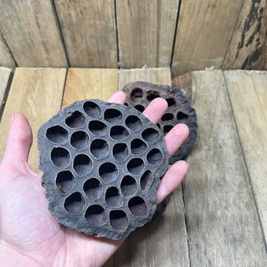 Grande gousse de Lotus naturelle (8 à 10 cm) pour décoration de terrarium bioactif ou tropical