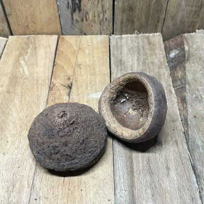 Lot de gousses de Sapucaia pour terrarium tropical ou désertique pour reptiles et amphibiens
