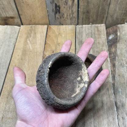 Gousse de Sapucaia naturelle pour décoration ou cachette dans un terrarium bioactif