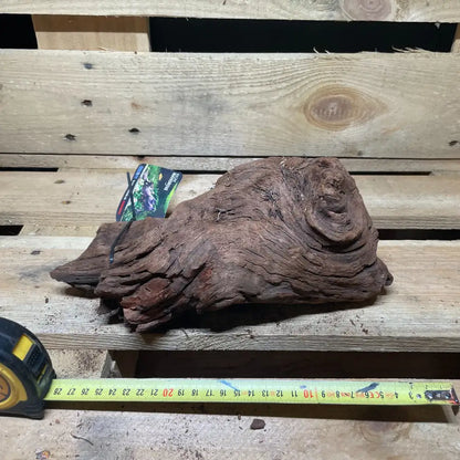 Racine de mangrove naturelle 20-30cm pour terrarium – Décor pour reptiles, amphibiens et invertébrés – Pièce unique N°7 Costaterra