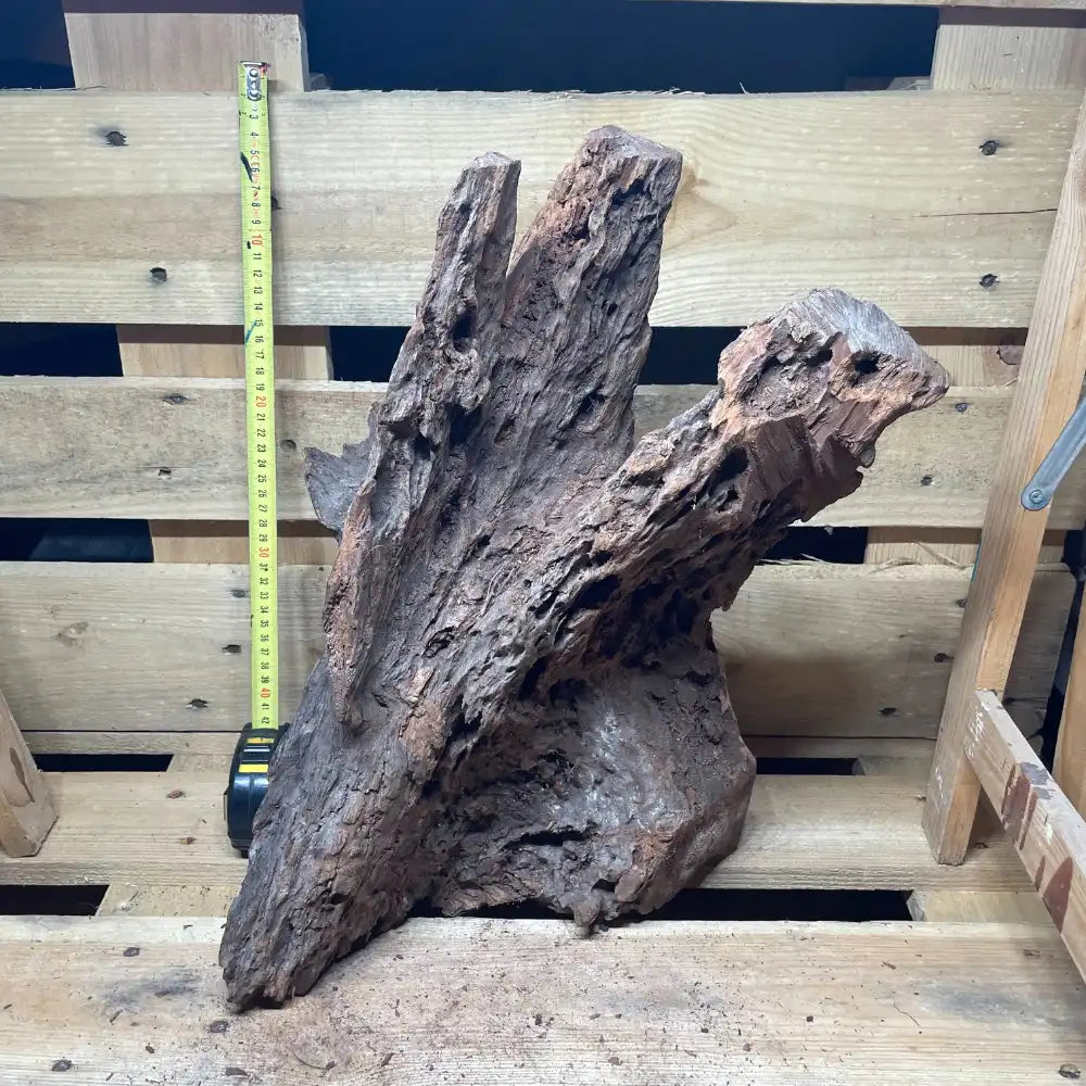 Racine de Mangrove 40-60cm - Choix aléatoire