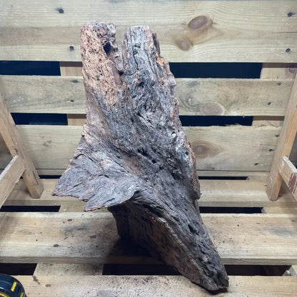 Racine de mangrove naturelle 30-60cm pour terrarium – Décor pour reptiles, amphibiens et invertébrés – Pièce unique N°2 Costaterra