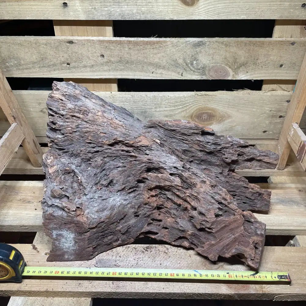 Racine de mangrove naturelle 30-60cm pour terrarium – Décor pour reptiles, amphibiens et invertébrés – Pièce unique N°2 Costaterra