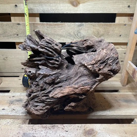 Racine de mangrove naturelle 30-60cm pour terrarium – Décor pour reptiles, amphibiens et invertébrés – Pièce unique N°4 Costaterra